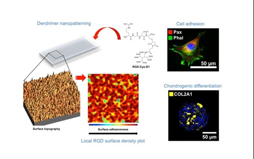 resultado del proyecto Intramural ChondronanoNet-2