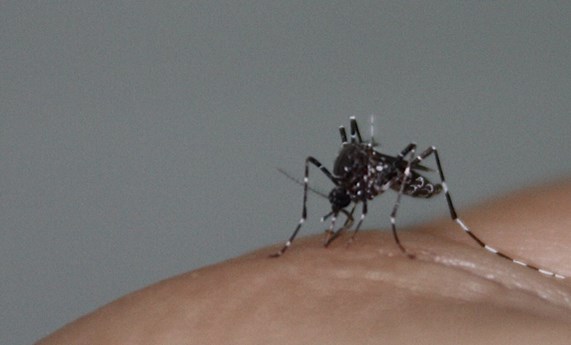 Detectan en Sevilla y Huelva una especie de mosquito que podría transmitir enfermedades a seres humanos