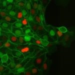 Descubren que la división celular en tejidos epiteliales está regulada por fuerzas mecánicas