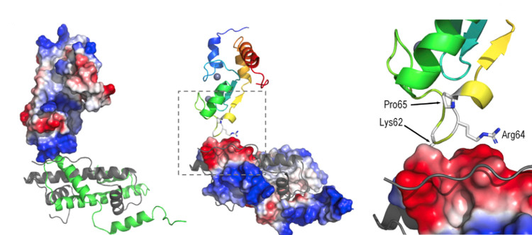 Describen un nuevo síndrome dismórfico causado por mutaciones en un mismo gen