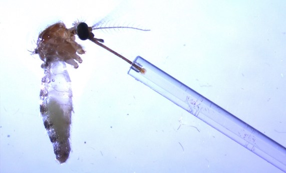 Algunas especies de mosquitos son más eficientes que otras en la transmisión de parásitos a las aves