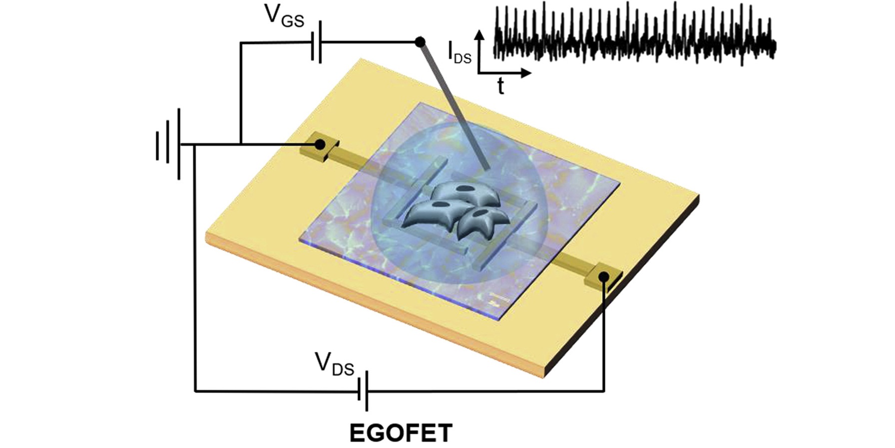 Desarrollan biotransistores capaces de obtener un electrocardiograma de células y microtejidos durante largos periodos de tiempo