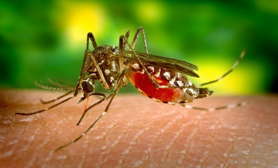 Investigadores del CIBERESP y el ISCIII abordan en dos revisiones las enfermedades transmitidas por mosquitos en Europa y África