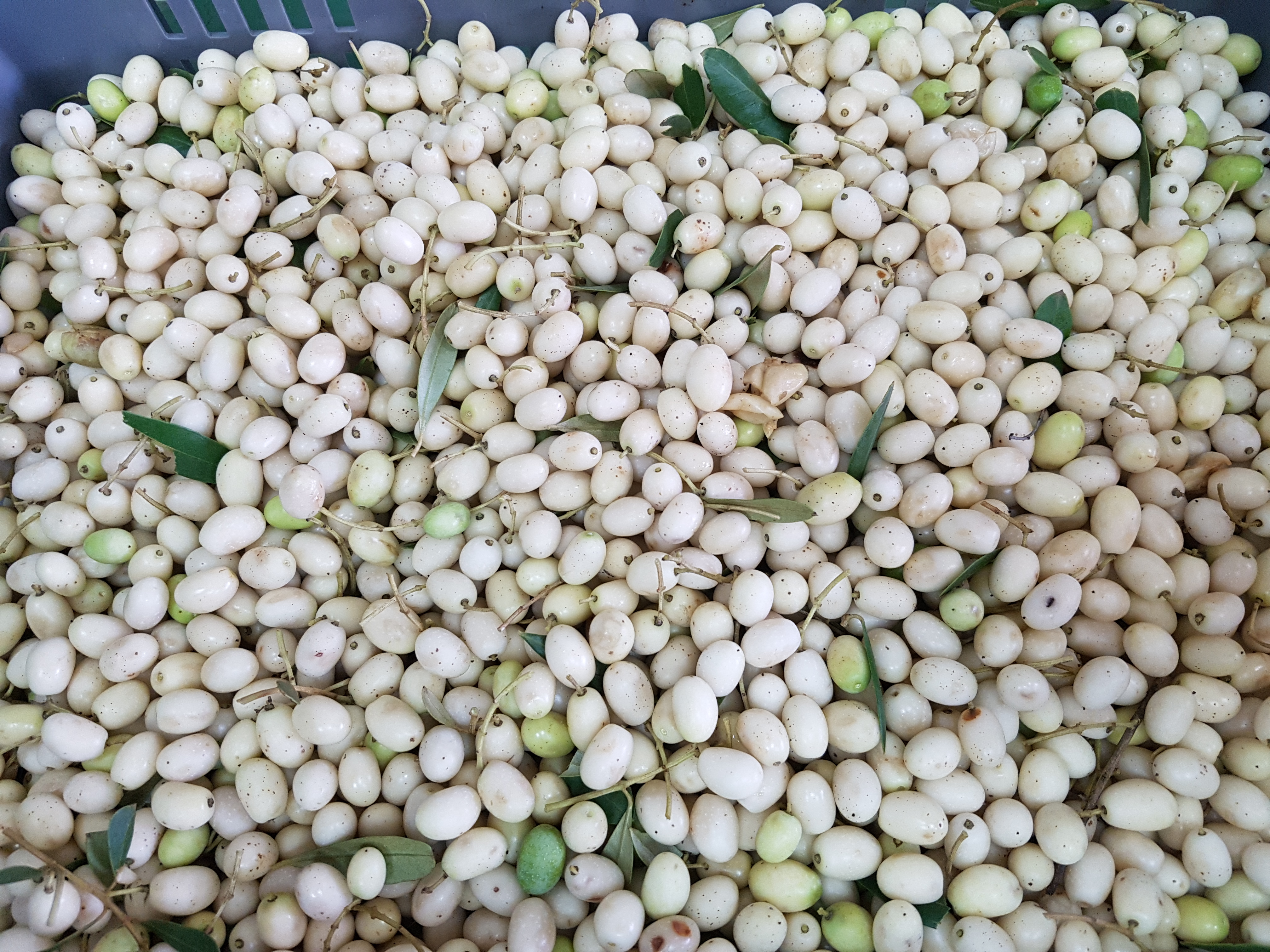 Revelan las propiedades nutricionales del aceite de los olivos silvestres de las islas Medas