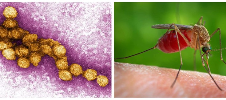 Describen El Aumento De Casos En Espana De La Enfermedad Del Virus Del Nilo Occidental Ciberesp