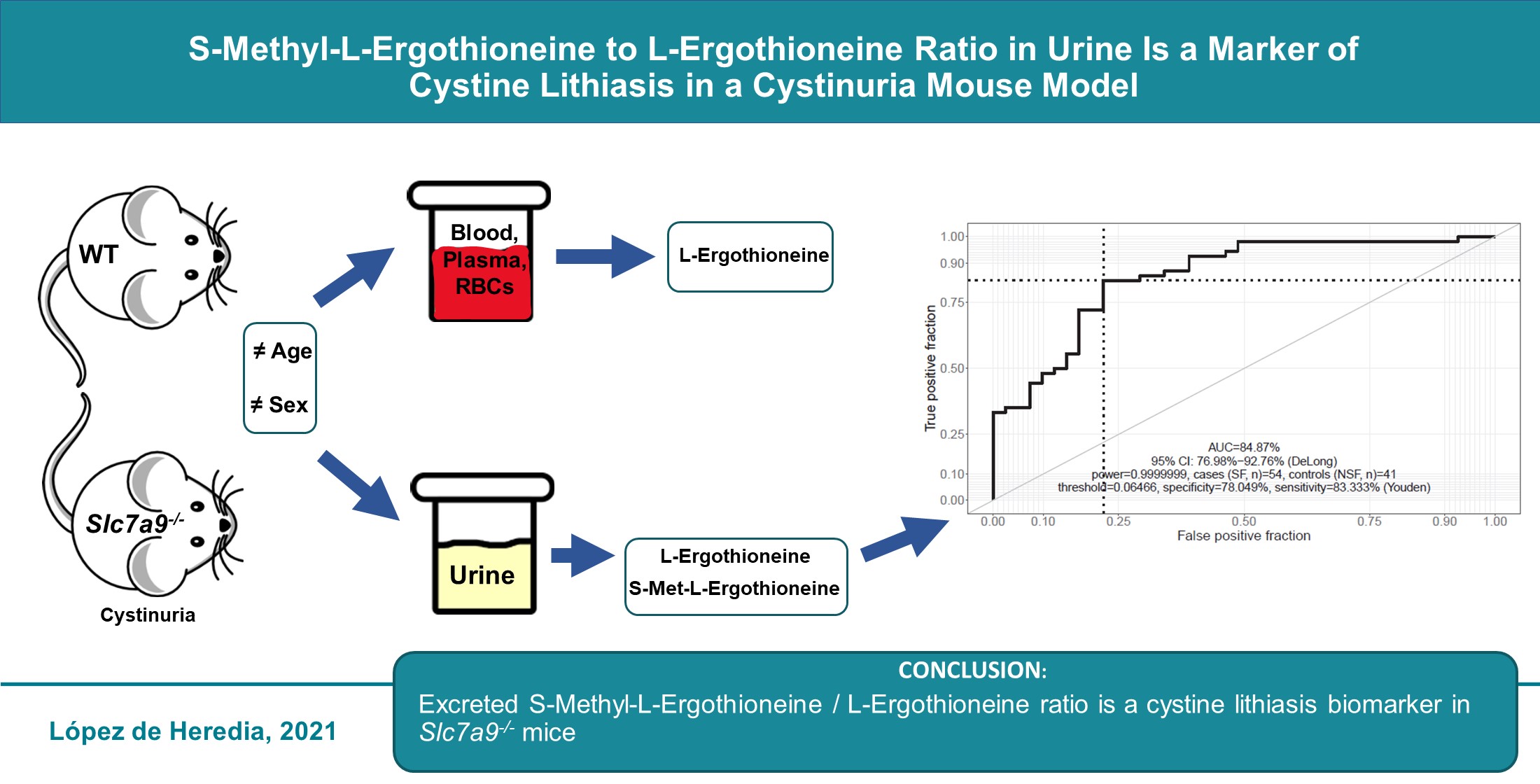 Identifican un posible biomarcador de la aparición de piedras en cistinuria