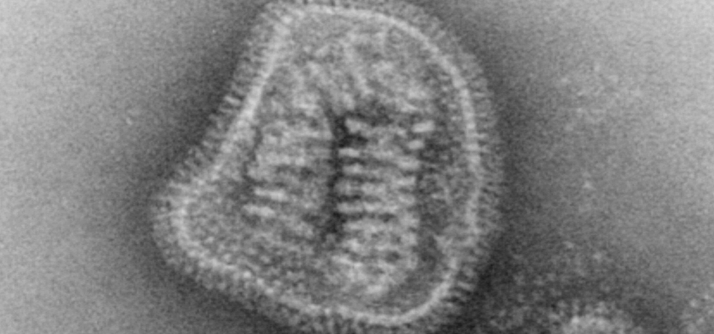 Un editorial en 'Eurosurveillance' aporta claves para la nueva temporada de gripe y de su vigilancia integrada con el SARS-CoV-2