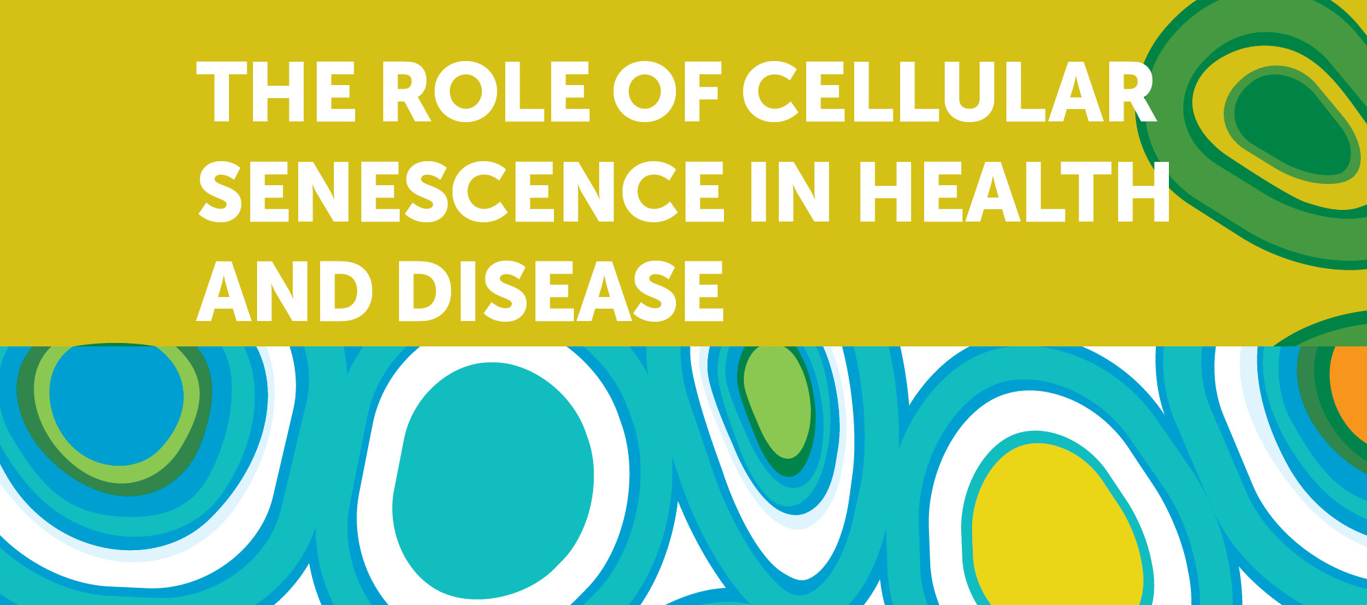 Revisan el papel de la senescencia celular en diferentes tipos de enfermedades