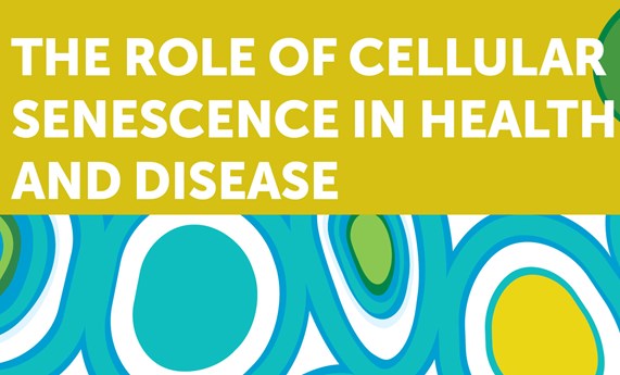Revisan el papel de la senescencia celular en diferentes tipos de enfermedades