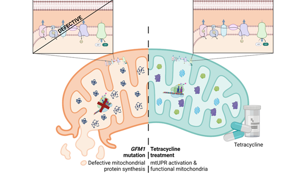 Corrigen las alteraciones patológicas en la mutación mitocondrial GFM1 en modelos celulares