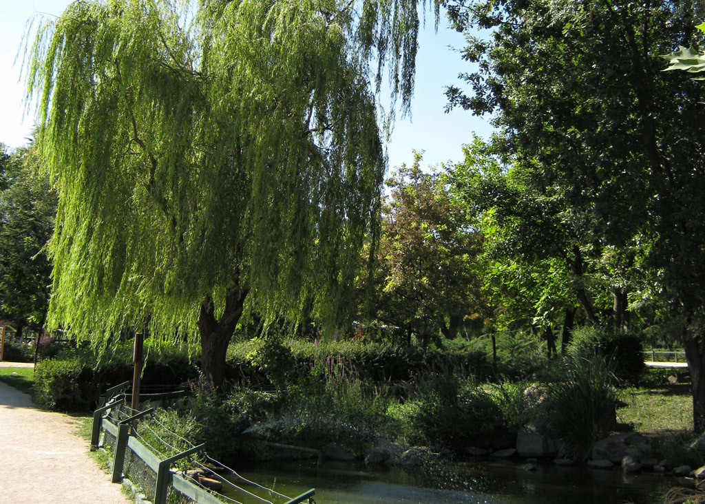 Vivir cerca de zonas verdes reduce la obesidad infantil