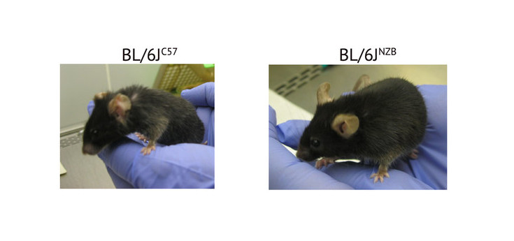 La interacción del genoma nuclear y mitocondrial determina la calidad del envejecimiento de las personas