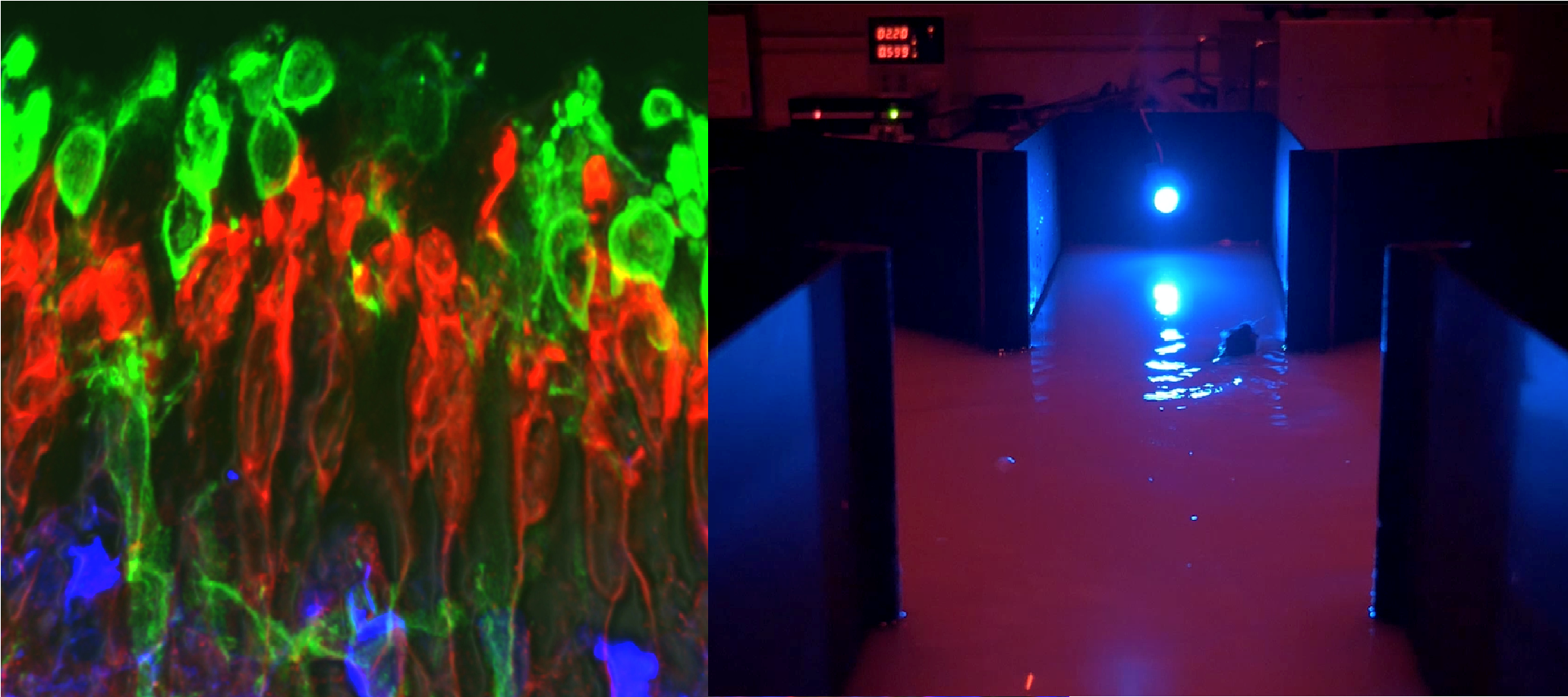 Prótesis moleculares para restaurar la visión