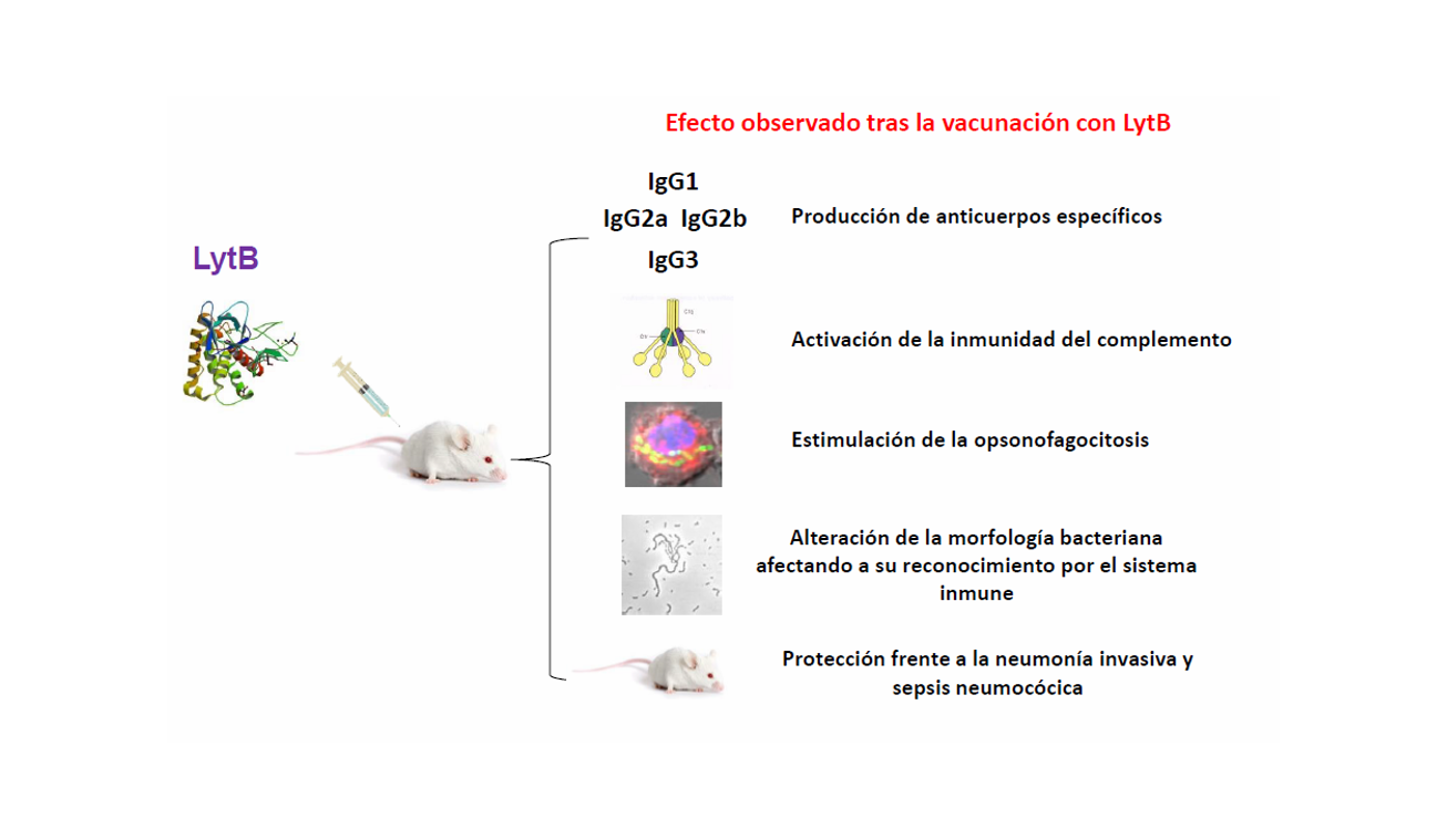 Demuestran la gran capacidad inmunogénica de la proteína LytB de Streptococcus pneumoniae