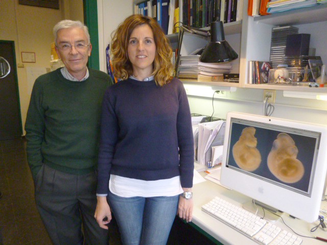 Descubren un gen que protege de las malformaciones causadas por la diabetes materna durante la gestación