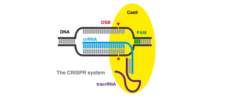 Científicos europeos instan a revisar los principios para un uso responsable de las nuevas herramientas de edición genética