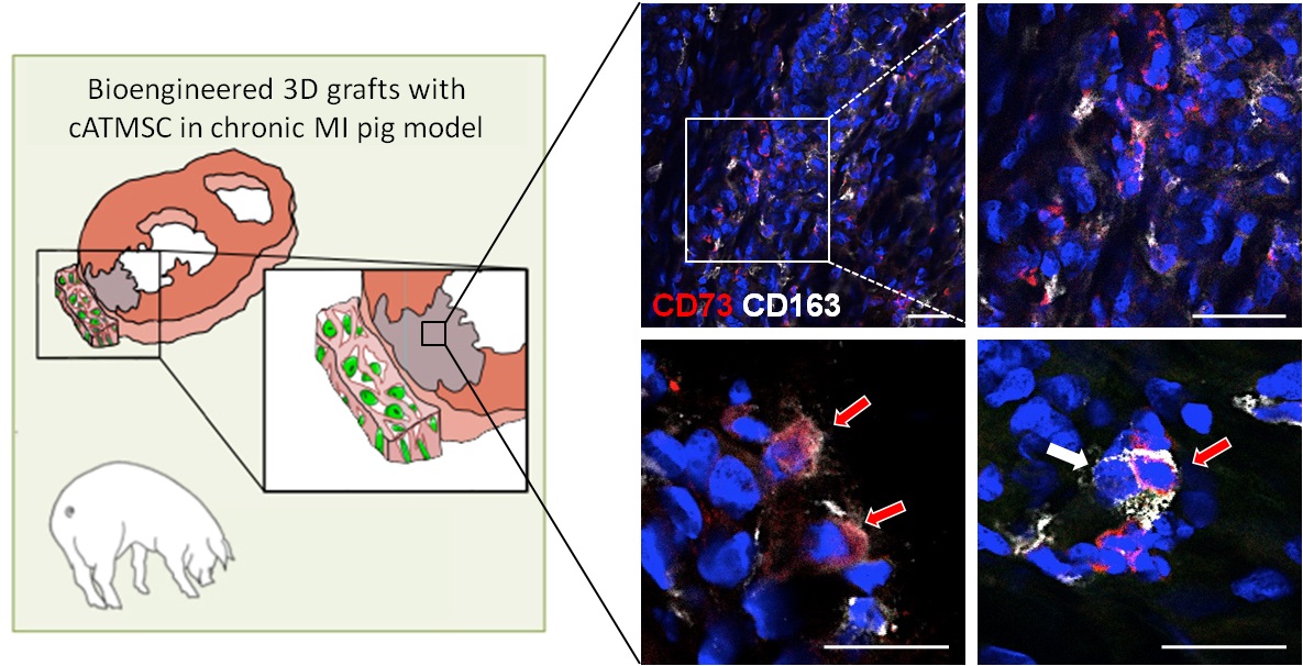 Nuevo mecanismo de regulación de la inflamación en un modelo de infarto de miocardio